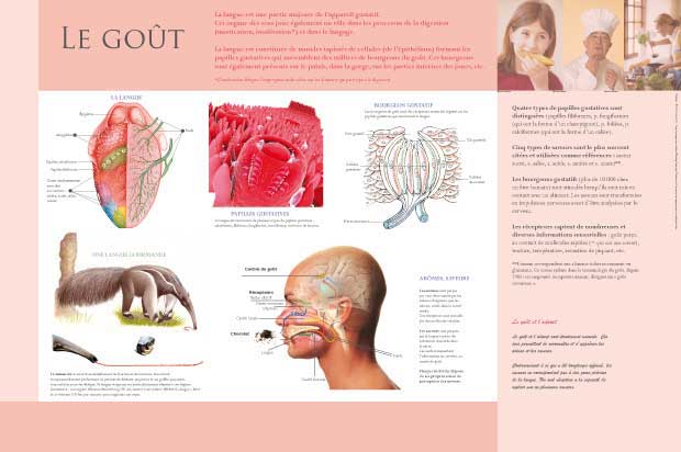 exposition les cinq sens le gout 