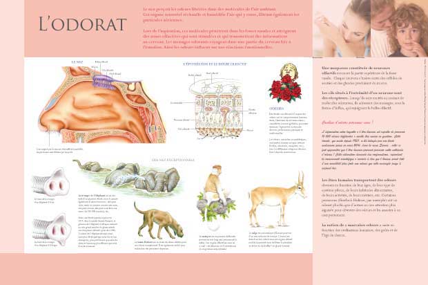 exposition les cinq sens l'odorat 
