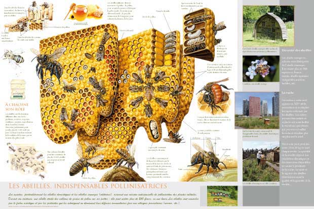 Exposition Les abeilles, indispensables pollinisatrices