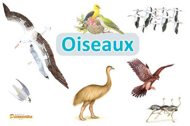 exposition oiseaux