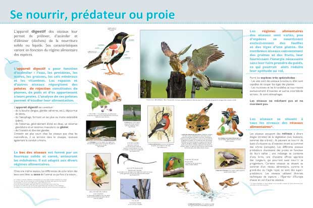 Exposition nourriture des oiseaux, oiseaux prédateurs,oiseaux proies