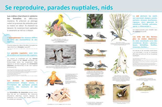 Exposition reproduction des oiseaux, nids