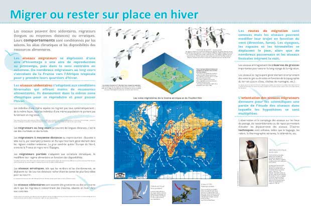 Exposition Migration des oiseaux, rester sur place en hiver