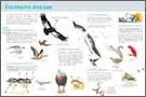 Exposition Étonnants oiseaux