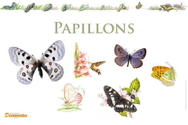 exposition papillons