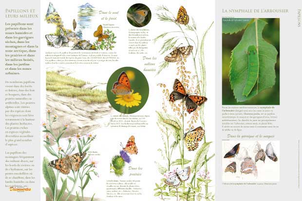 exposition Papillons et leurs milieux 