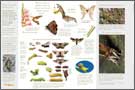 exposition Biologie des papillons