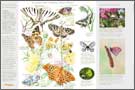 exposition papillons  Populations, biodiversité