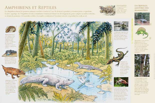 Amphibiens et Reptiles