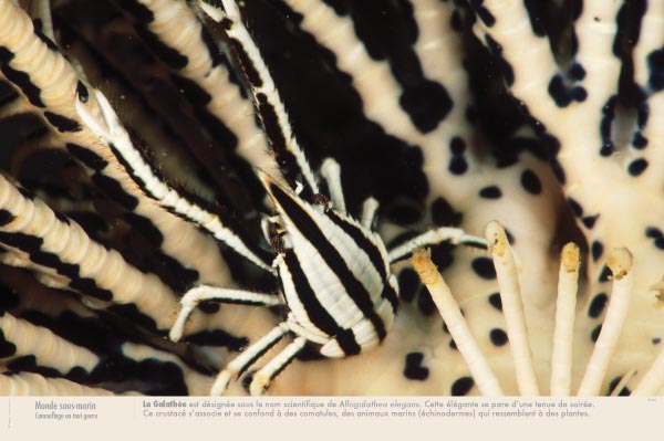 exposition camouflage en tout genre - Monde sous-marin