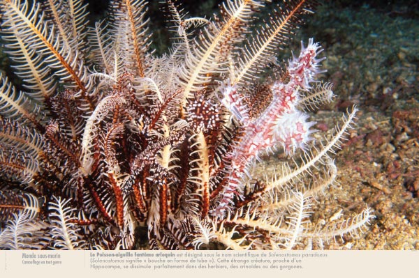 exposition photos Poisson-aiguille fantôme arlequin