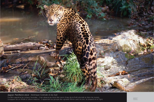 exposition félins jaguar