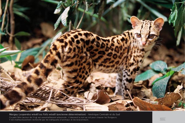 margay