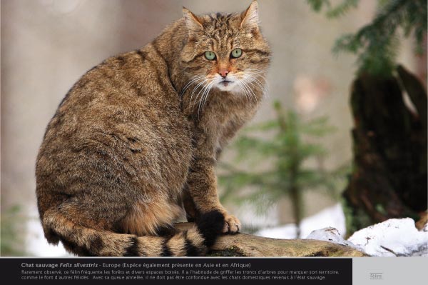 exposition Chat sauvage 