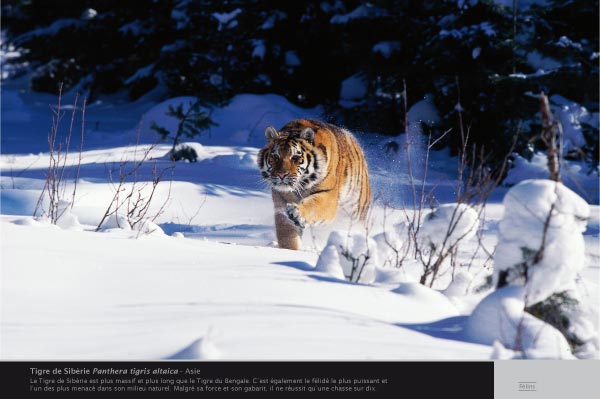 exposition photos Tigre de Sibérie