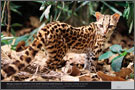 margay