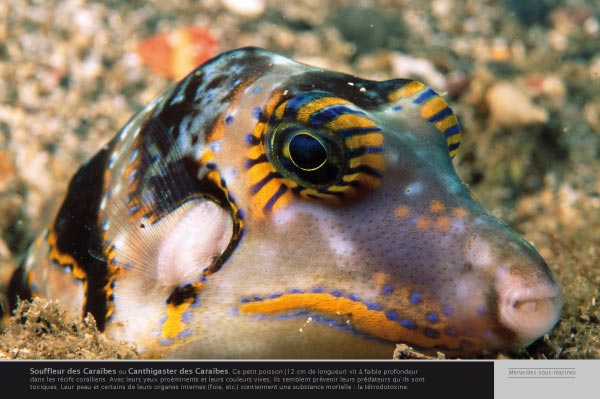 Exposition Souffleur des Caraïbes ou Canthigaster des Caraïbes