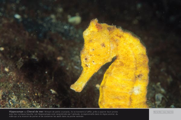 Exposition Hippocampe ou Cheval de mer