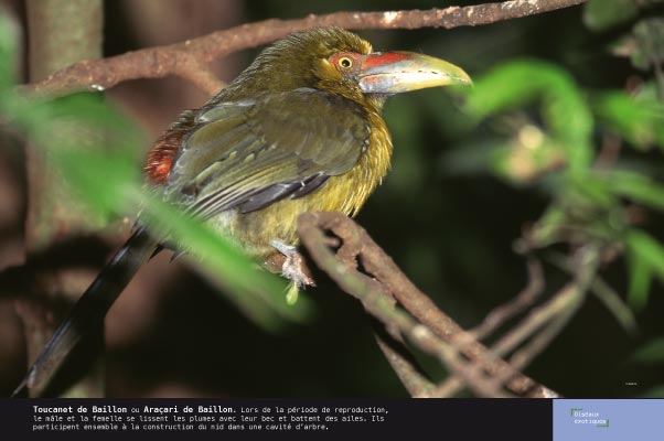 Toucanet de Baillon ou Araçari de Baillon