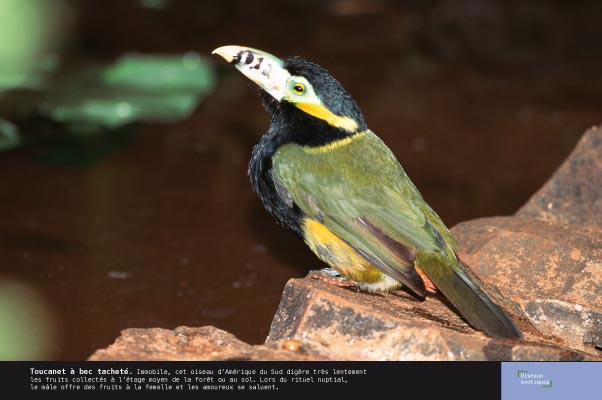 Toucanet à bec tacheté