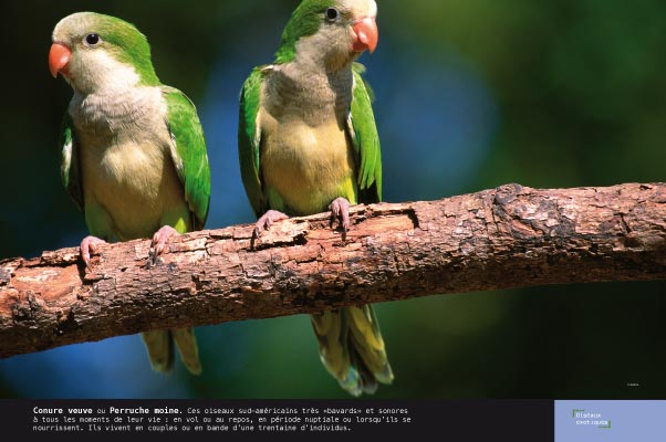 expo photos Conure veuve ou Perruche moine