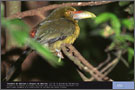 Toucanet de Baillon ou Araçari de Baillon