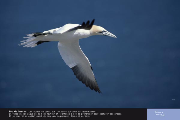 Fou de bassan - Exposition Oiseaux marins