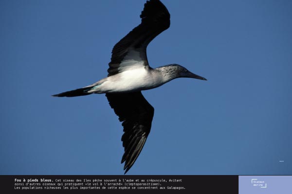 Fou à pieds bleus - Exposition Oiseaux marins