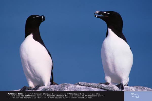 Pingouin torda - Exposition Oiseaux marins