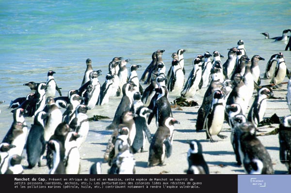 Manchot du Cap - Exposition Oiseaux marins