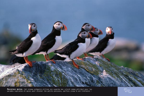 Macareux moine - Exposition Oiseaux marins