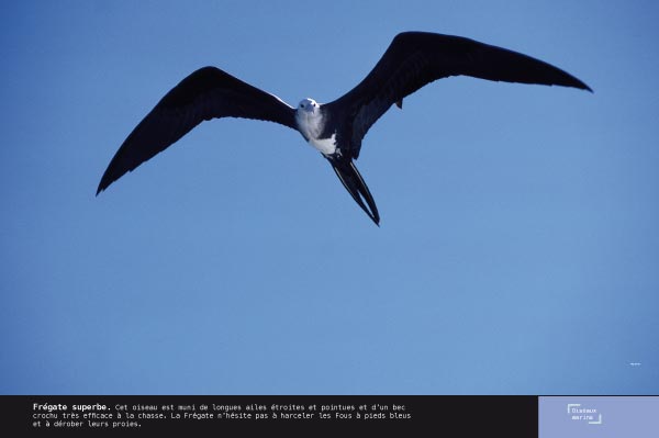 Frégate superbe - Exposition Oiseaux marins