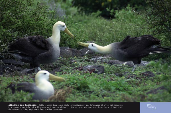 Albatros des Galapagos - Exposition Oiseaux marins