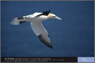 Fou de bassan - Exposition Oiseaux marins