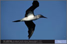 Fou à pieds bleus - Exposition Oiseaux marins