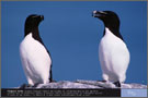 Pingouin torda - Exposition Oiseaux marins