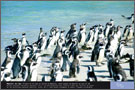 Macareux moine - Exposition Oiseaux marins