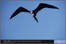 Frégate superbe - Exposition Oiseaux marins