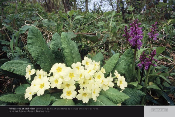 exposition Primevères et orchidées