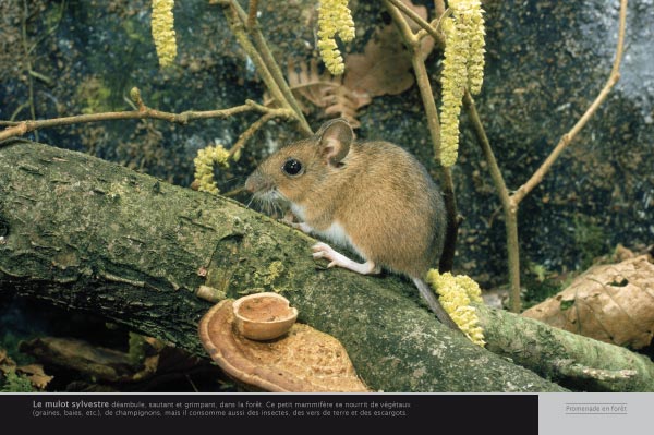 exposition Le mulot sylvestre 