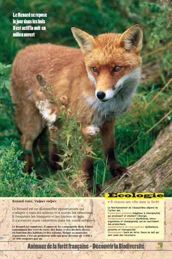 Le renard - A chacun son rôle dans la forêt