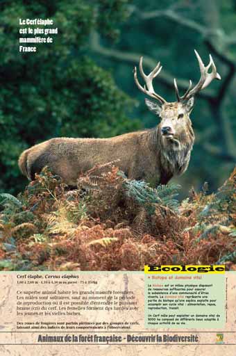 Le cerf élaphe - Le plus grand mammifère de France