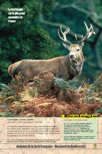 Le cerf élaphe - Le plus grand mammifère de France