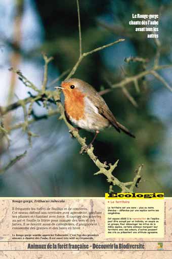 Le rouge-gorge - Le territoire