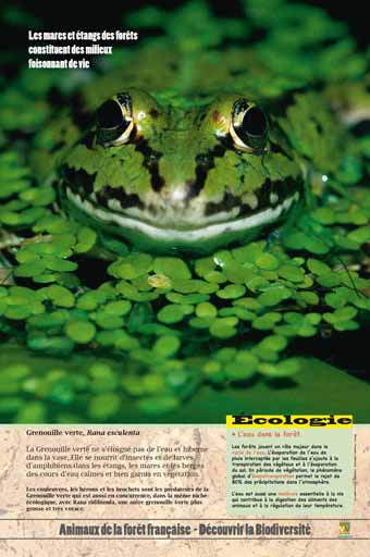 Le grenouille verte - L'eau dans la forêt