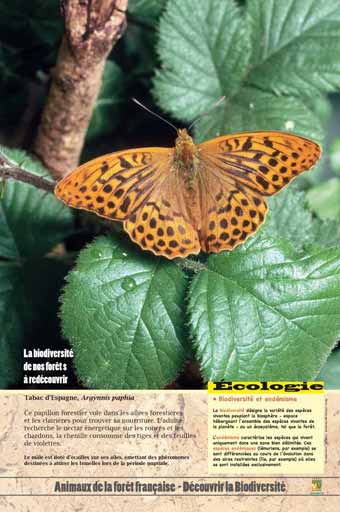 Le papillon et l'ortie - la faune et la flore indissociables