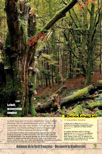 Les insectes représentent 75% des espèces en forêt