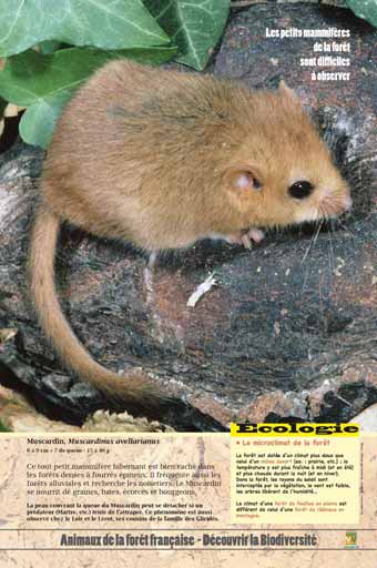 Le muscardin - Les petits mammifères forestiers