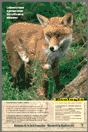 Le renard - A chacun son rôle dans la forêt