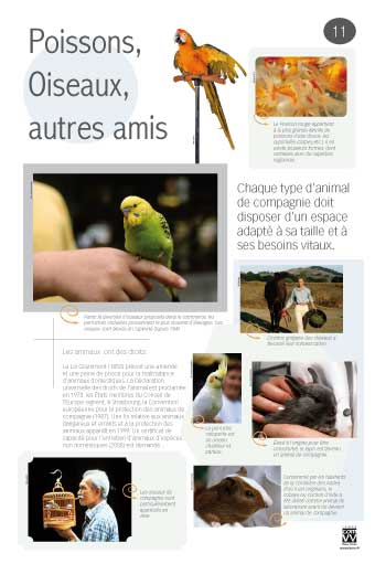 Poissons, Oiseaux, autres amis